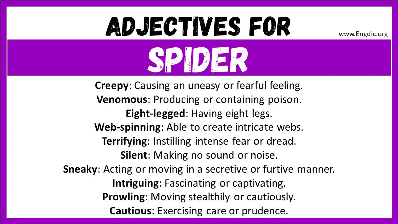 20+ Best Words to Describe Spider, Adjectives for Spider EngDic