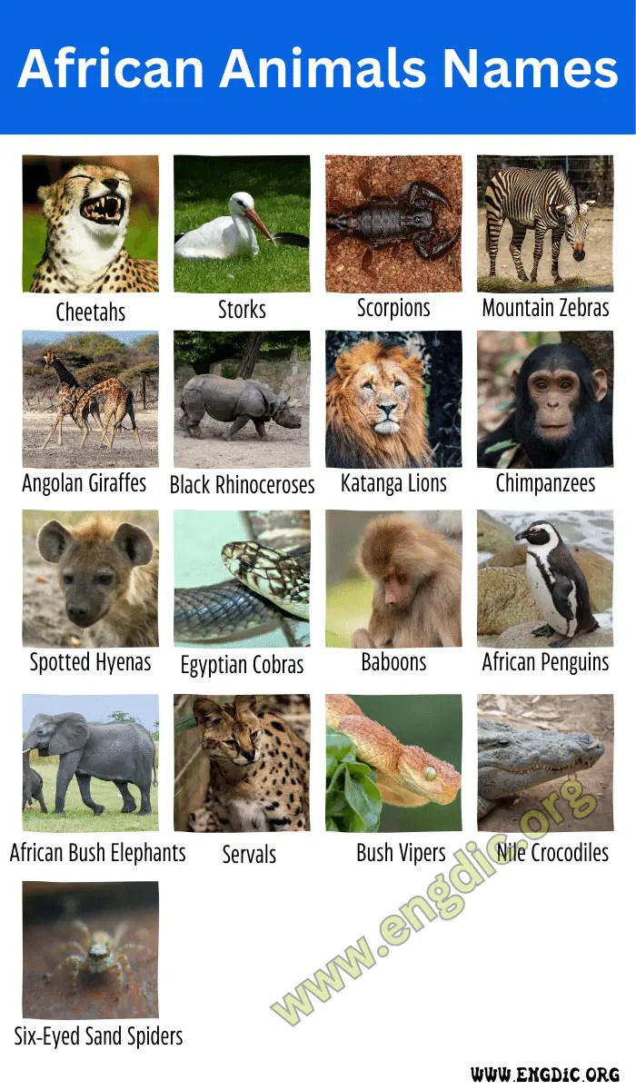 20+ African Animals Names with Pictures EngDic