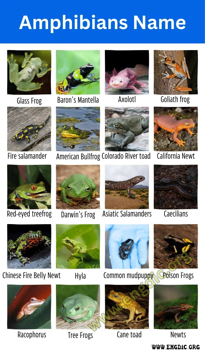 20 Amphibians Name AZ (Land & Water Animals) EngDic