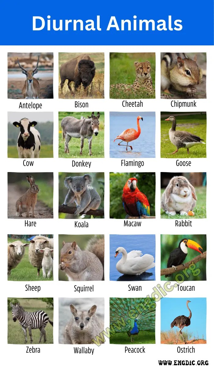 Diurnal Animals List 10 Examples Of Diurnal Animals EngDic