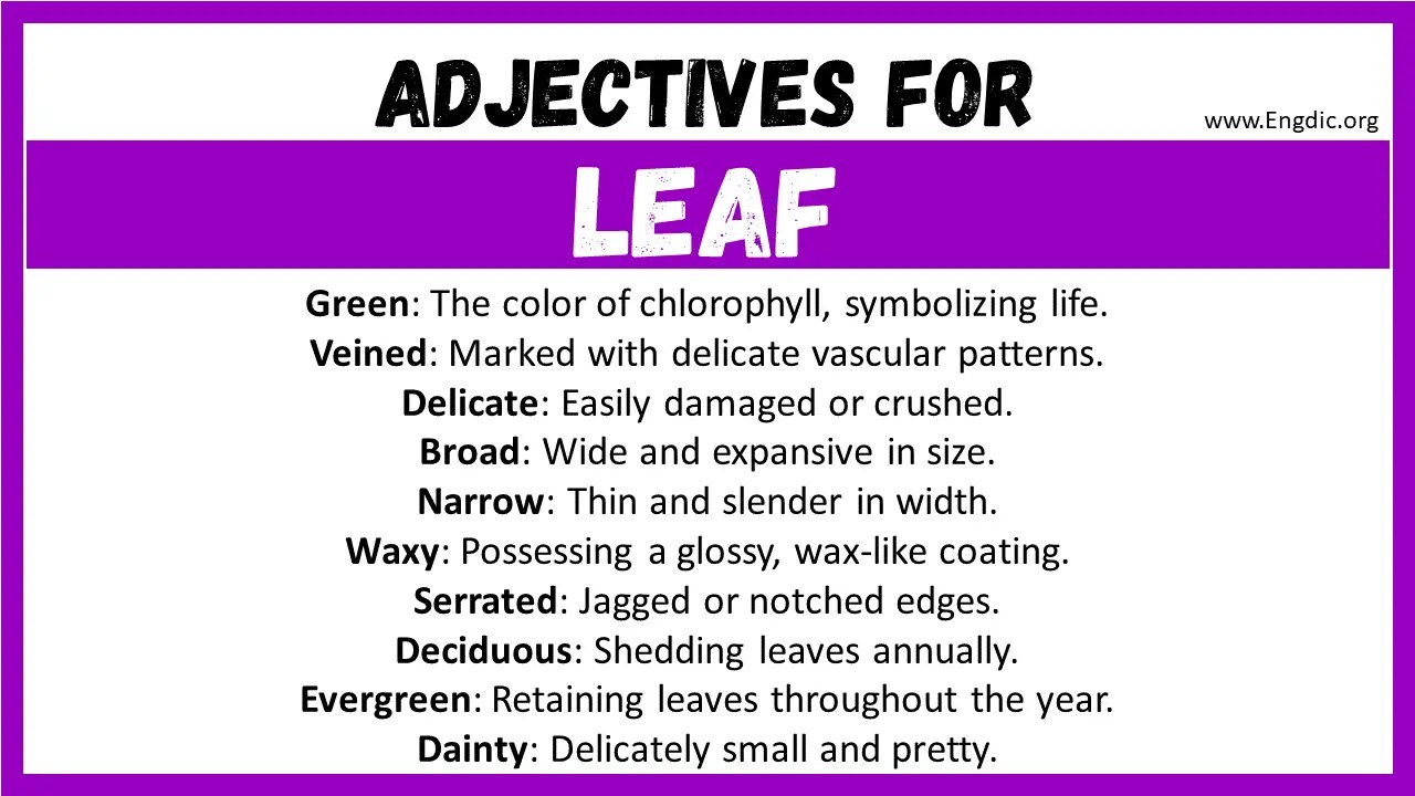 20+ Best Words to Describe Leaf, Adjectives for Leaf EngDic