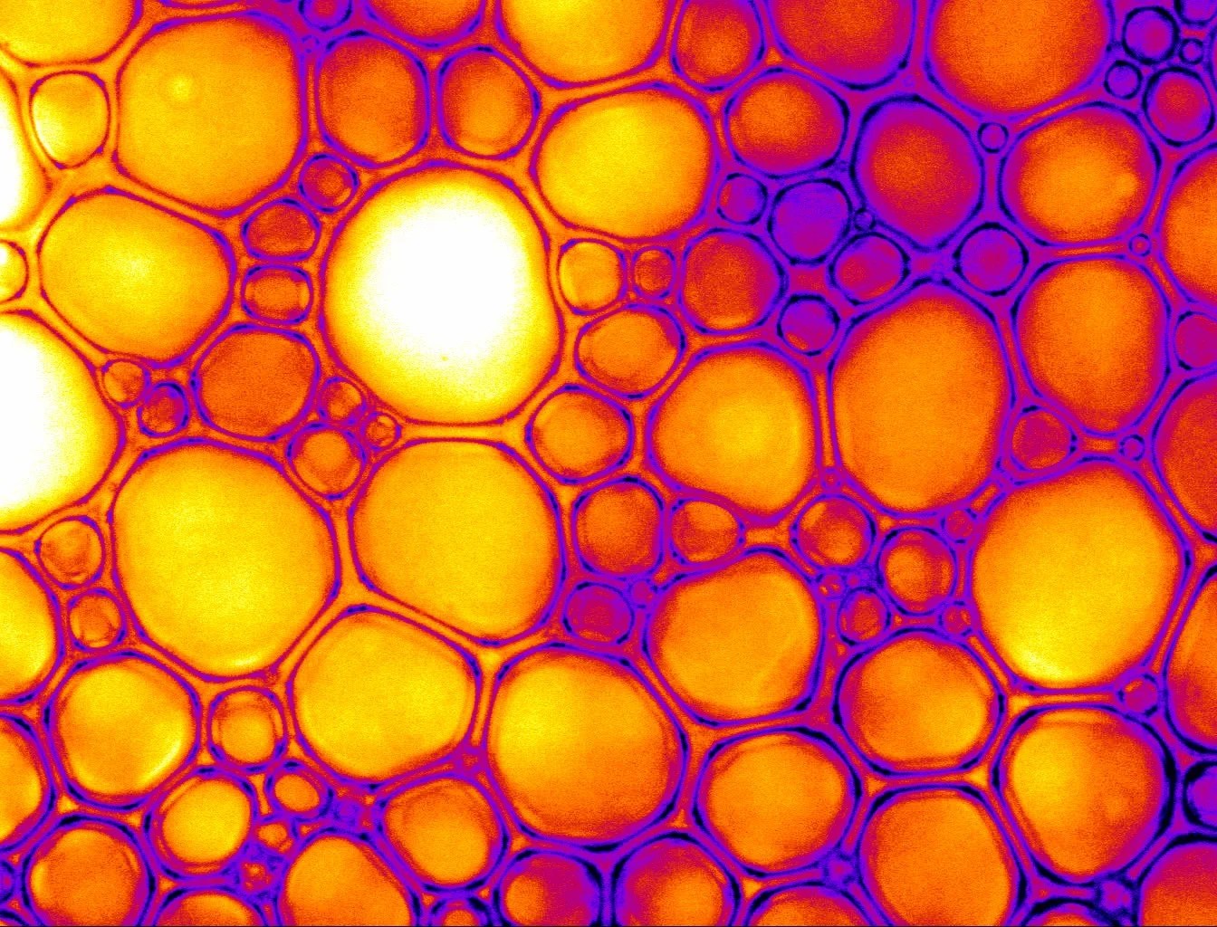 Engineered Soft Materials Cleveland State University