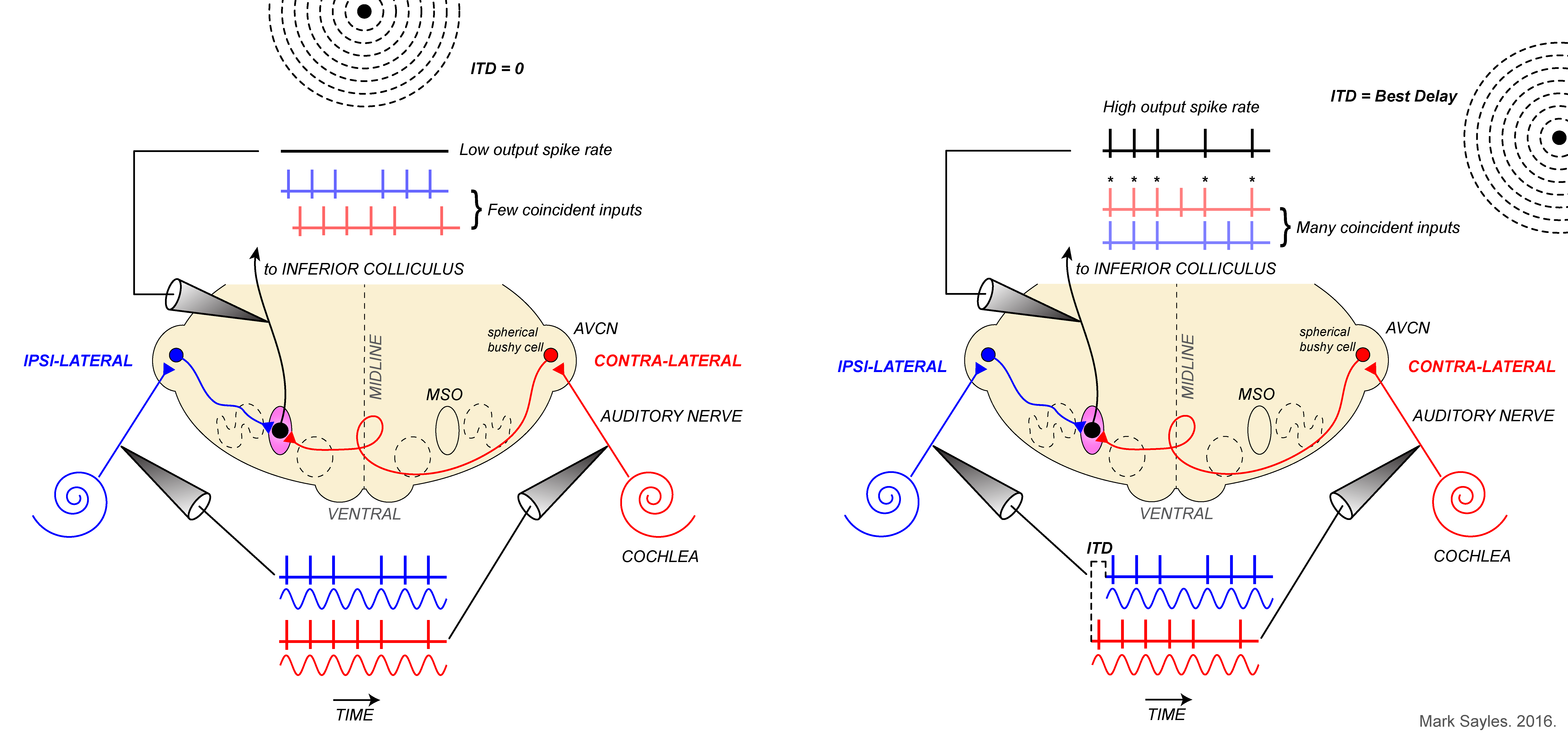 Binaural hearing Sayles Laboratory Purdue University