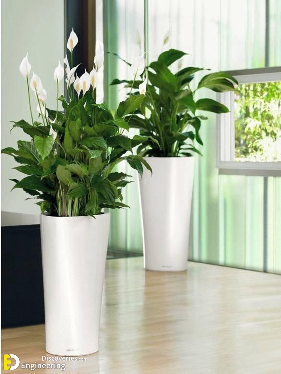 13 Statement Hotel Plants You Can Grow In Your Home Engineering
