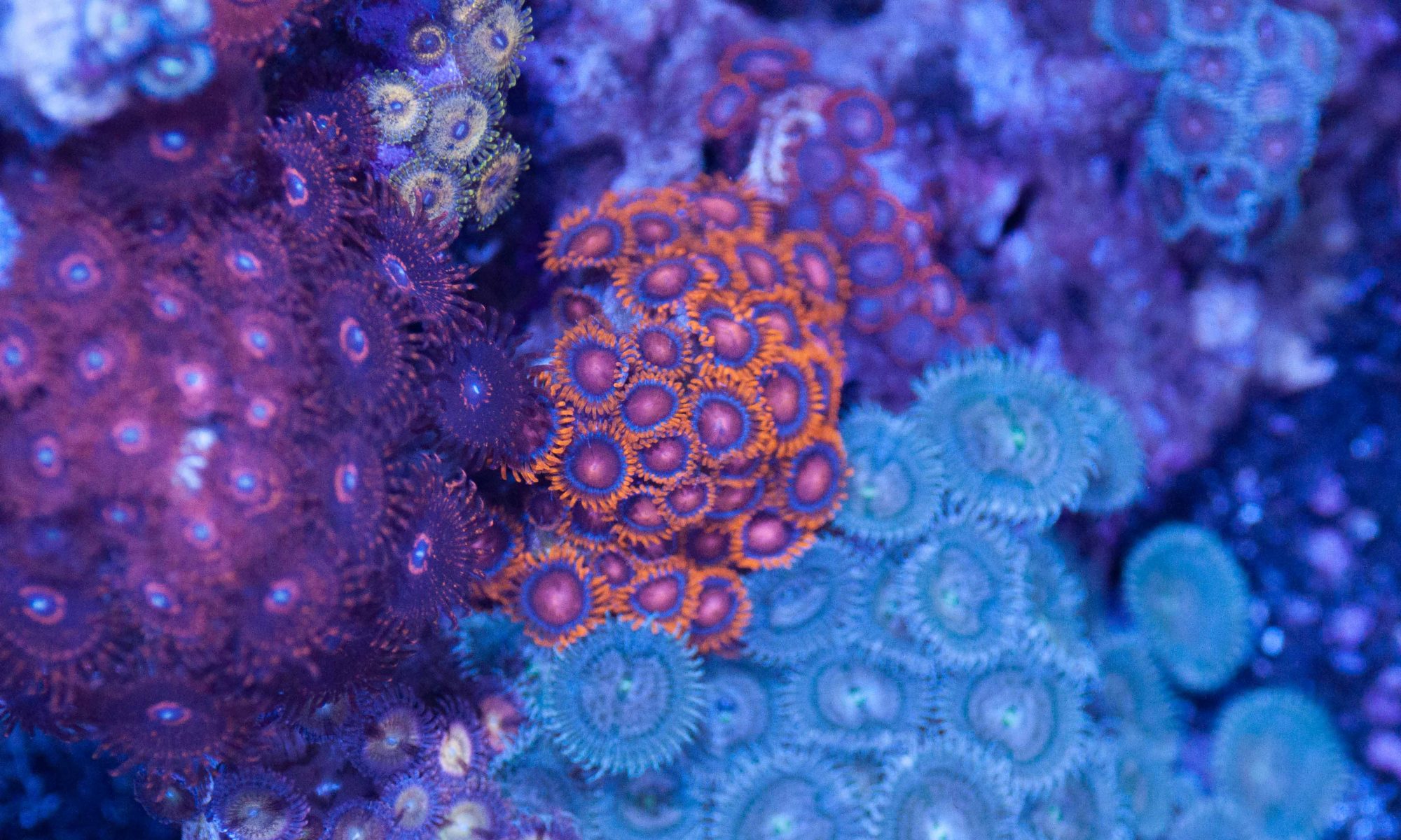 Bayer Coral Dip Engineer's Reef