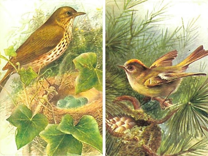 A very English pastime bird feeding England's Puzzle