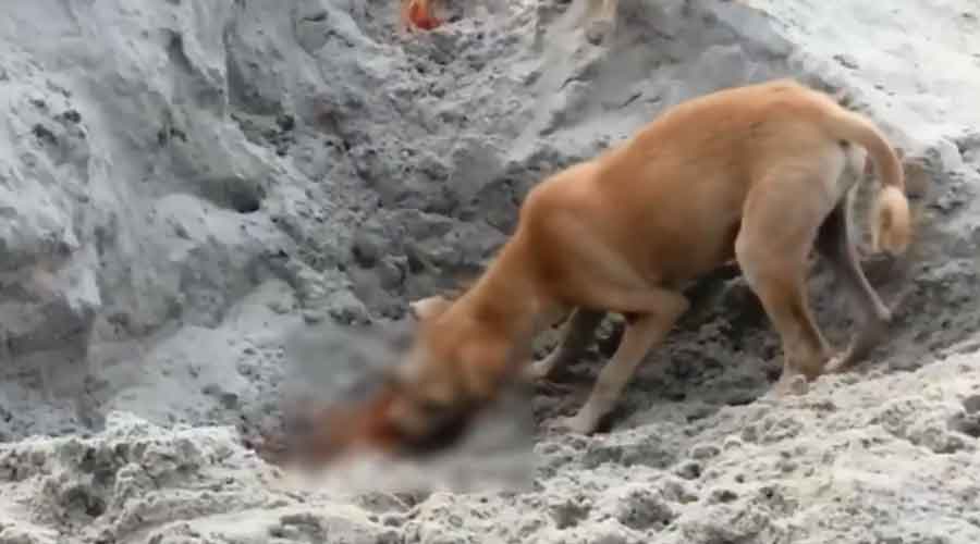 Visuals of dogs biting at halfburnt bodies in Uttarkashi shocks locals