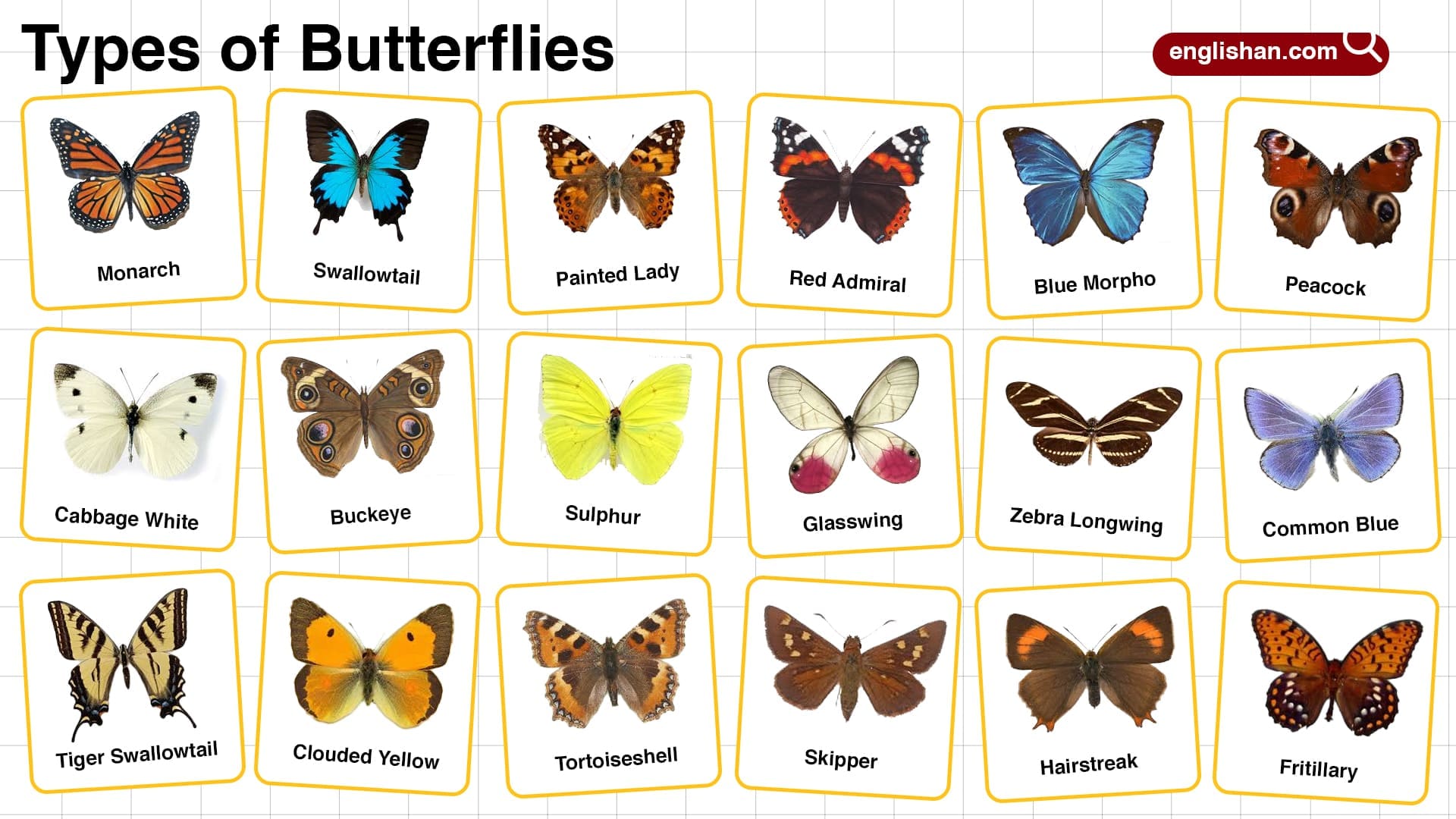 Types of Butterflies with Pictures Learn Their Names