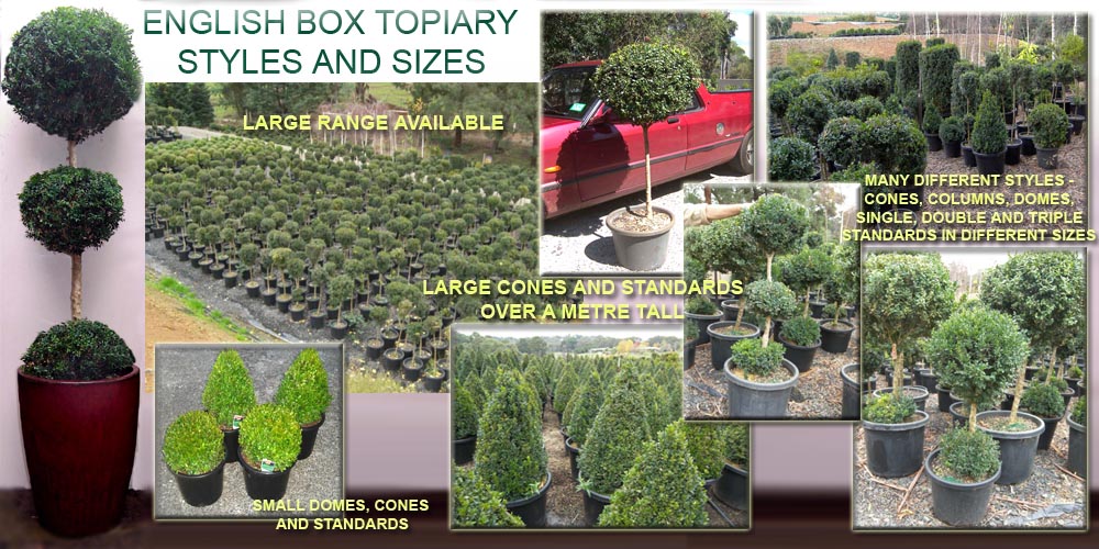 English Box Hedge Plants wholesale