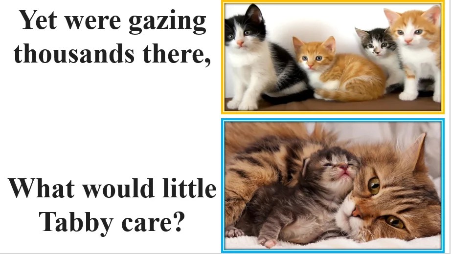 The Kitten At Play » englishforlearner