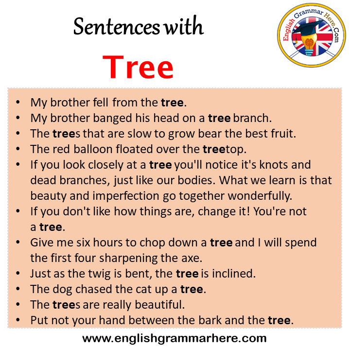 Sentences with Complement, Complement in a Sentence in English