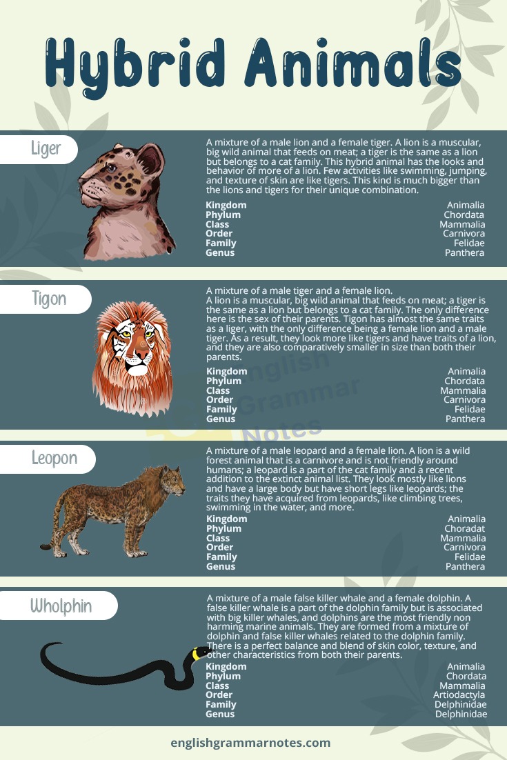 Hybrid Animals List