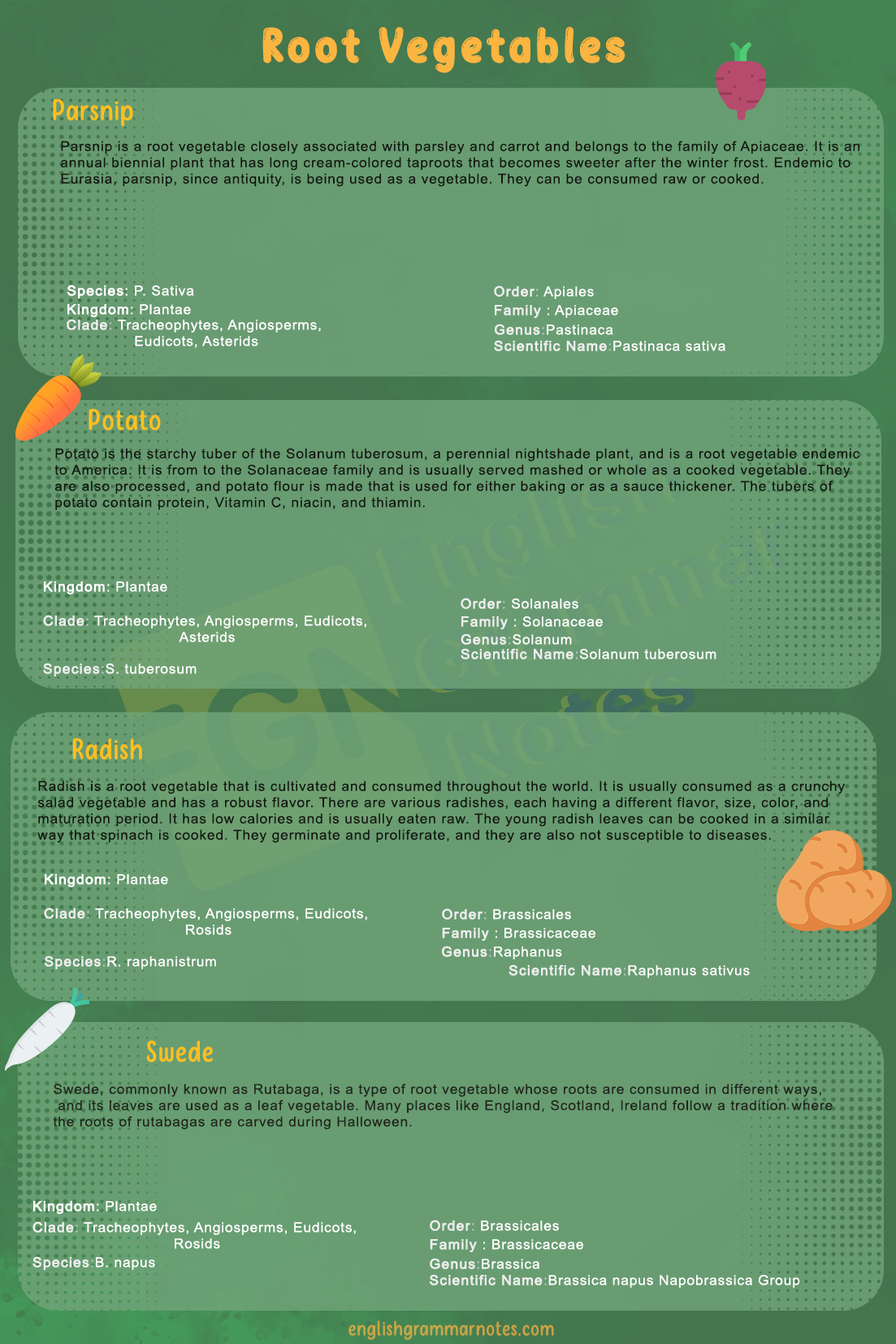 Root Vegetables List of Root Vegetables With Description English Grammar Notes