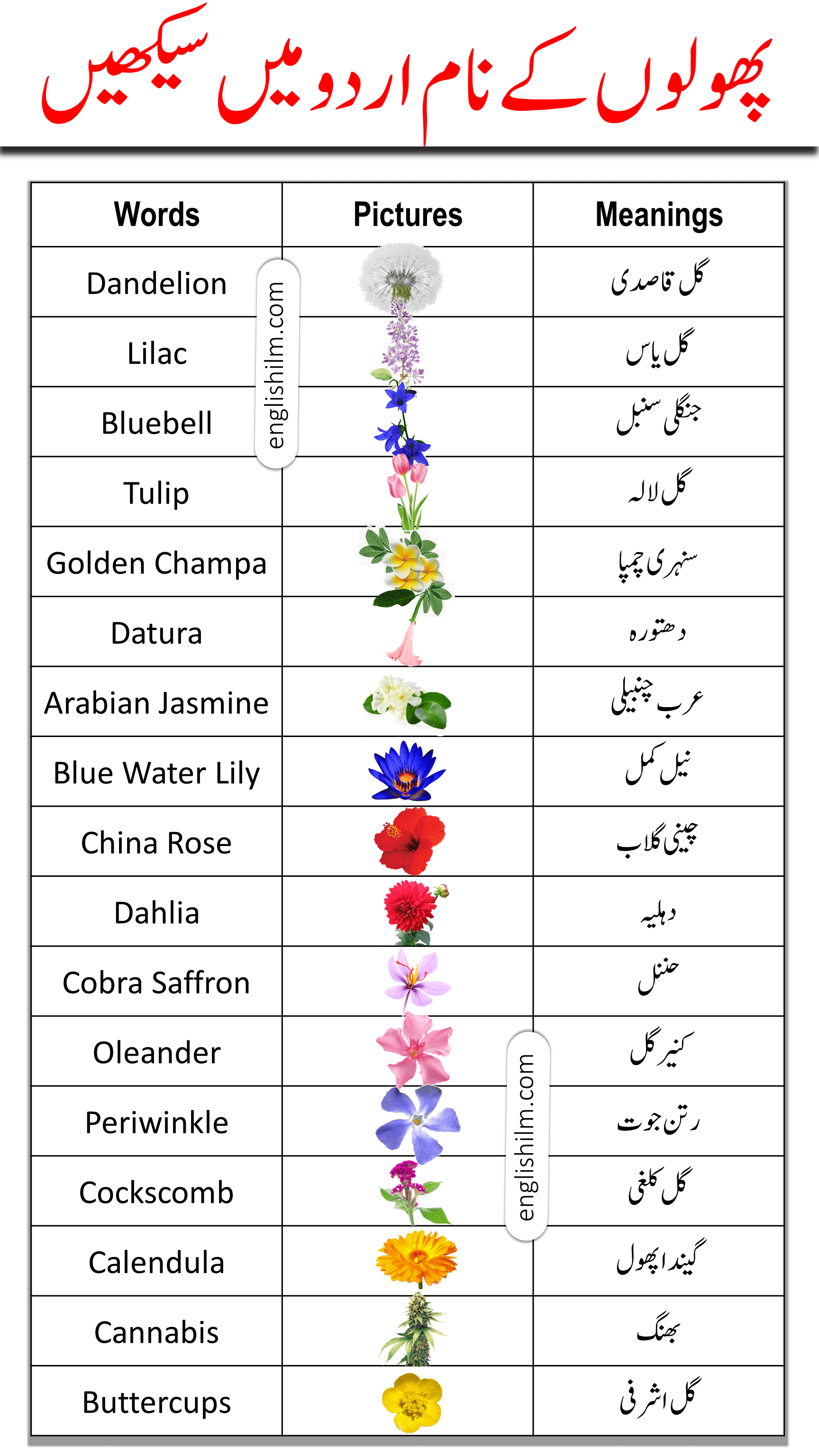 Flowers Name List In English and Urdu Meanings With Pictures
