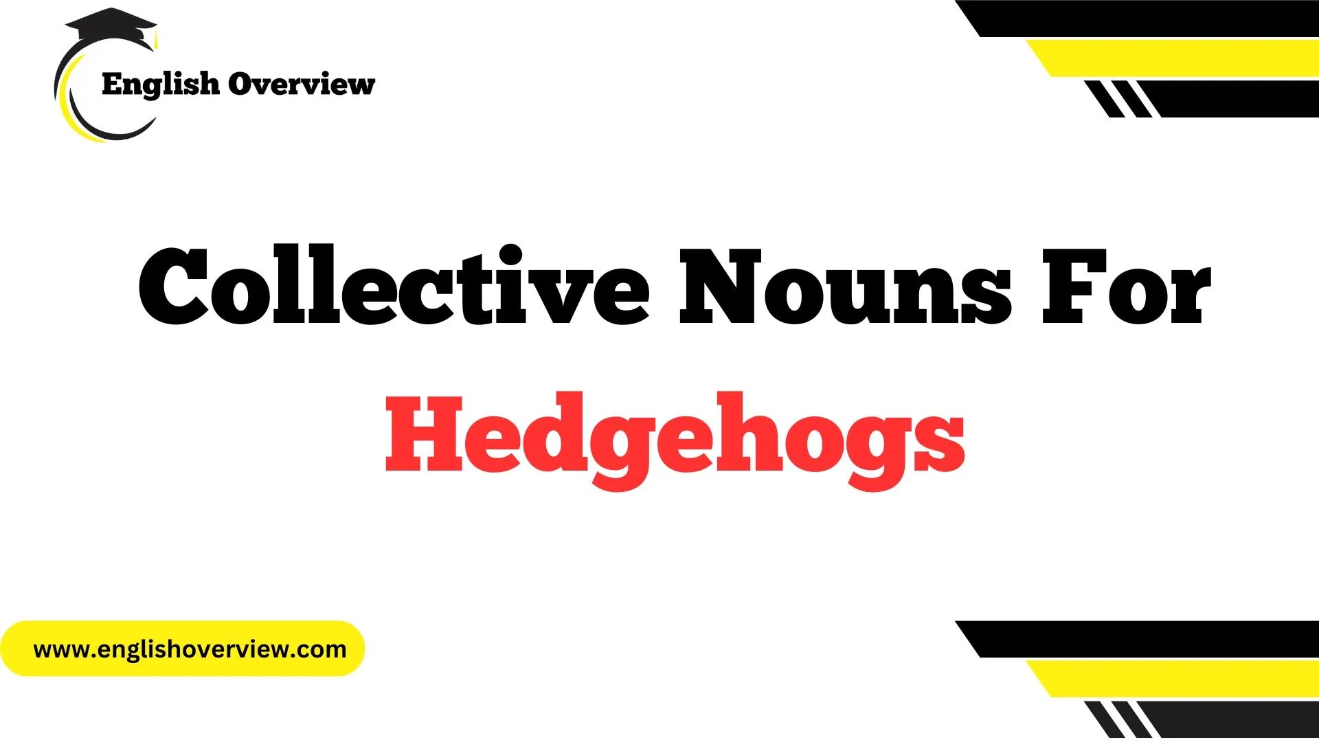 What is the Collective Nouns for Hedgehogs?