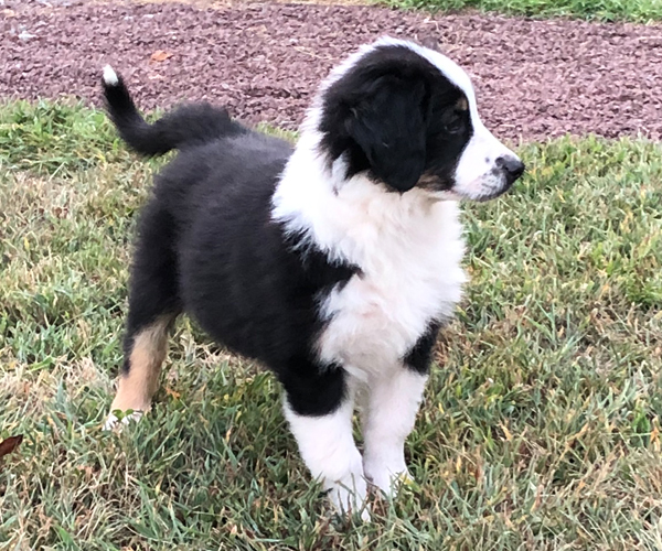 MEMBERS HOME English Shepherd Club