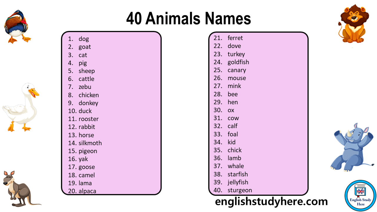 40 Animals Names, Animals Names List English Study Here