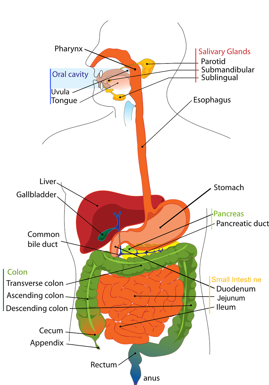  Digestive