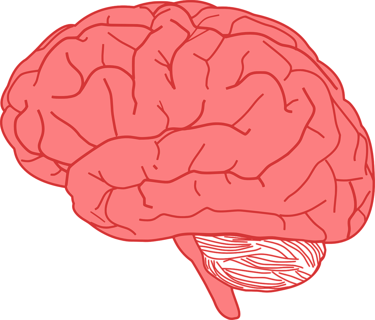 اعضاء الجسم بالانجليزية - Brain