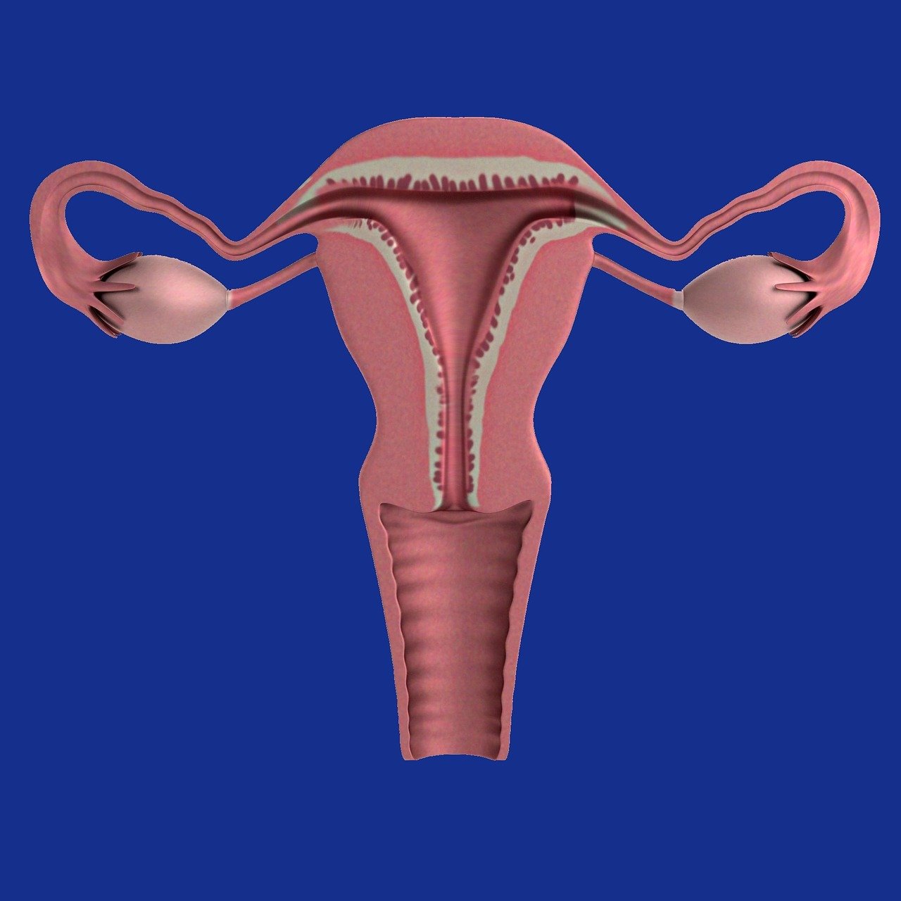 Reproductive