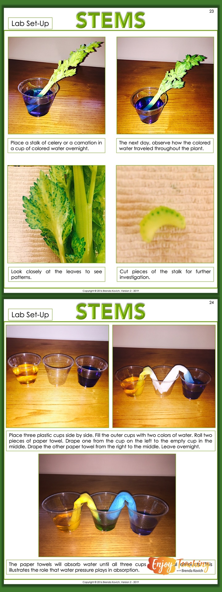 Enjoy Teaching Plants with Biology Activities for Kids