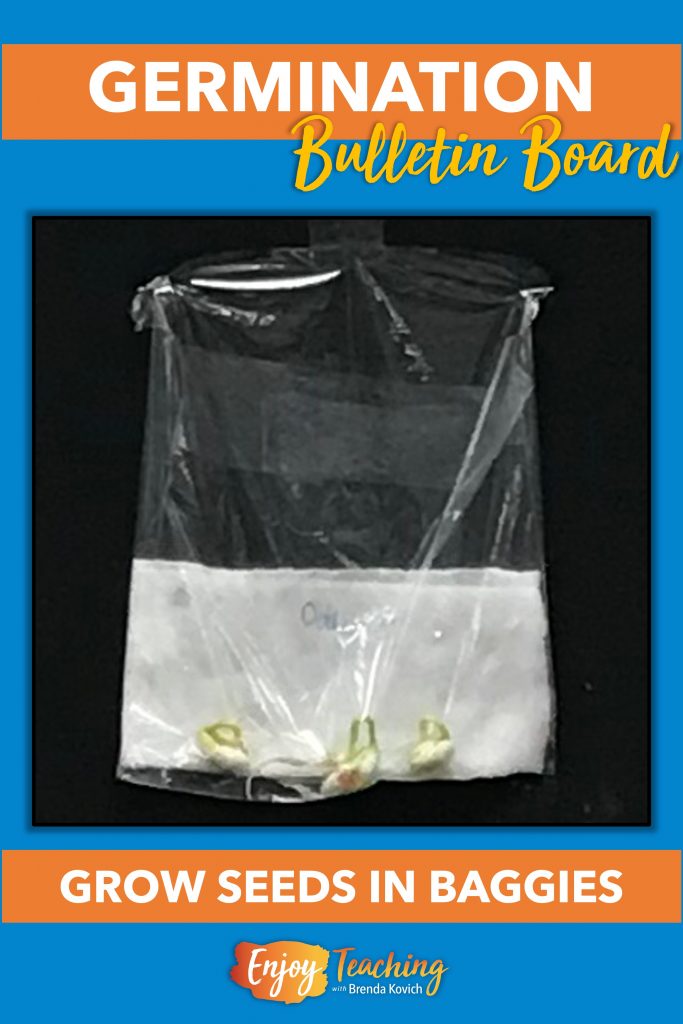 How to Germinate Seeds in a Plastic Bag Plants Bulletin Board
