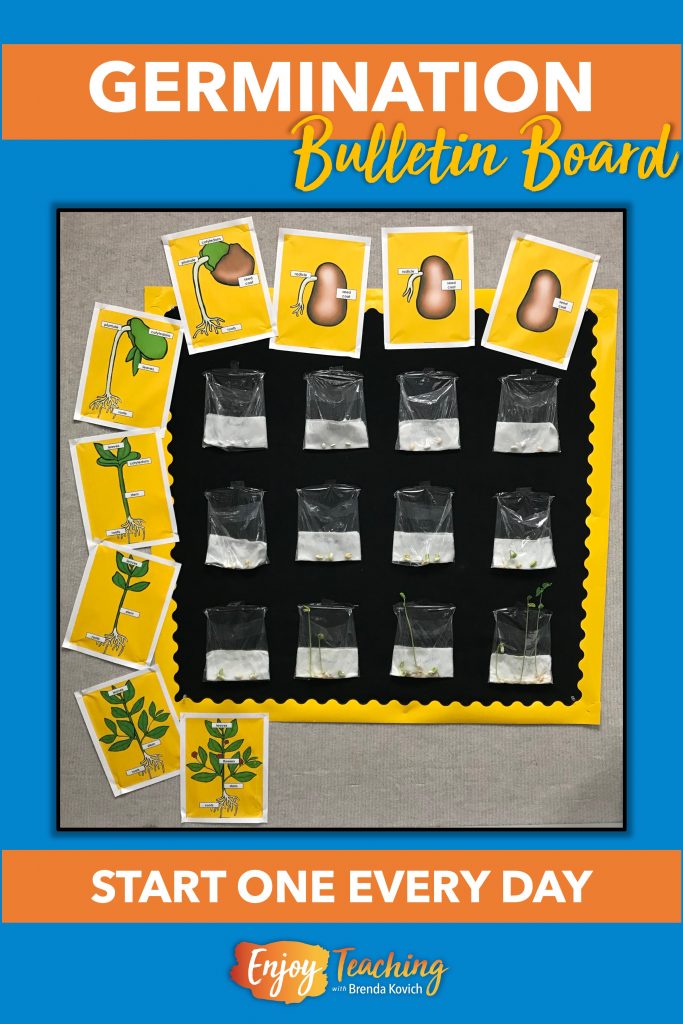 How to Germinate Seeds in a Plastic Bag Plants Bulletin Board