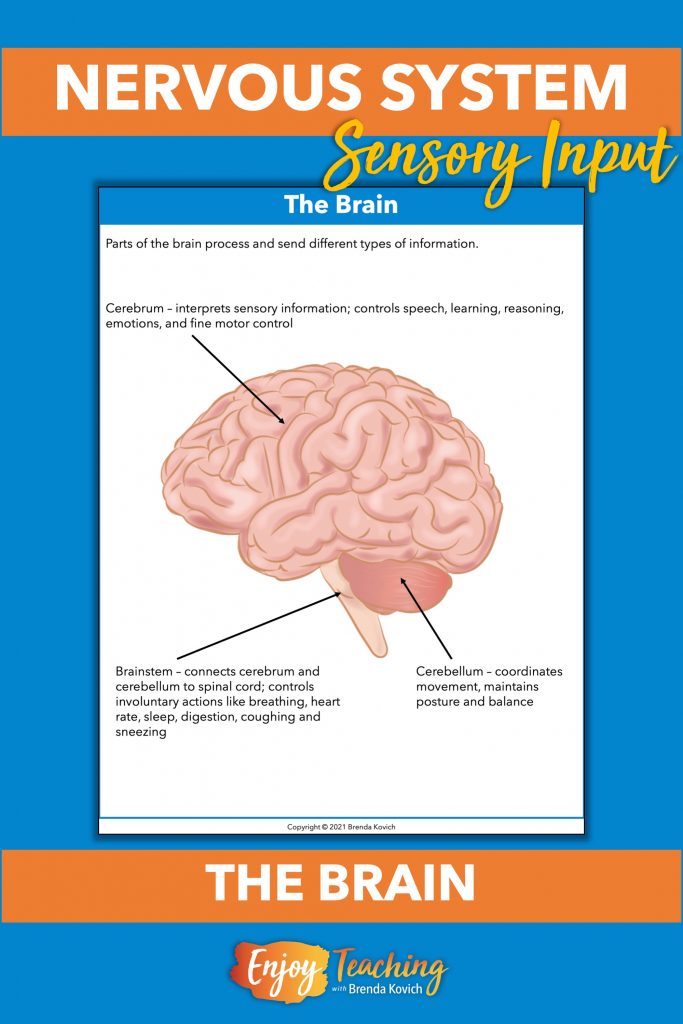 Teaching Senses in Fourth Grade Sensory Input and the Brain