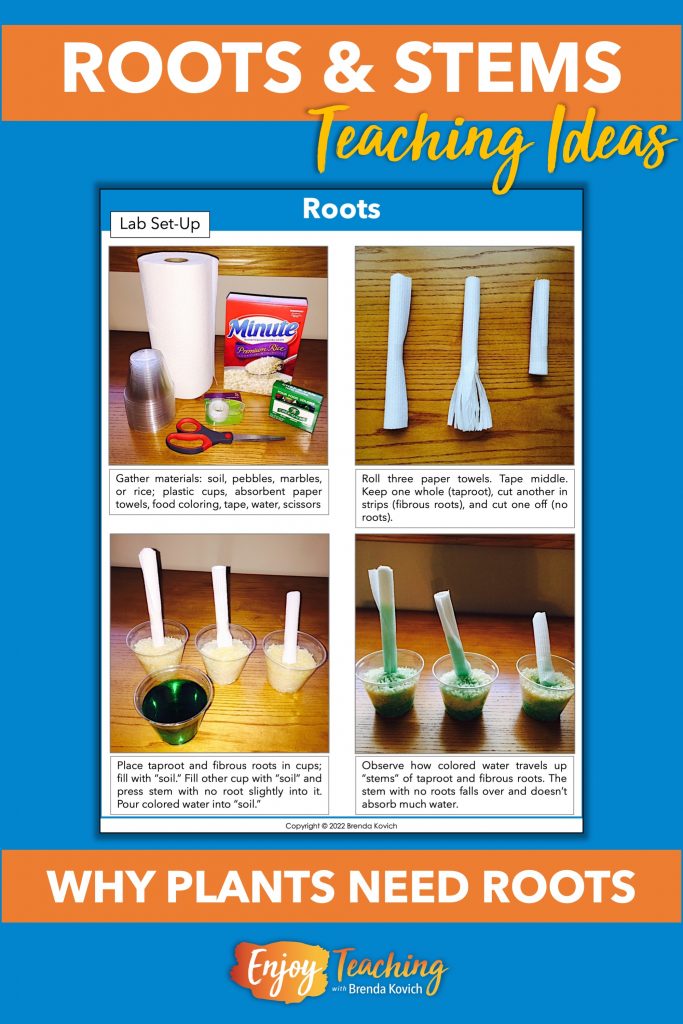 Roots and Stems Ideas That Will Make Your Teaching Shine