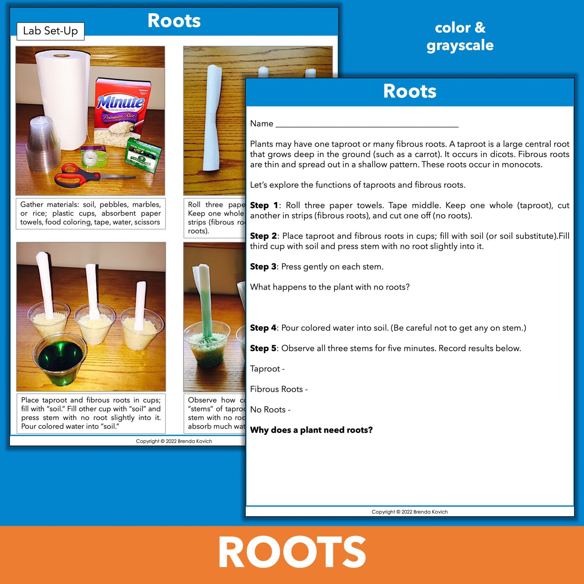 Roots and Stems Ideas That Will Make Your Teaching Shine