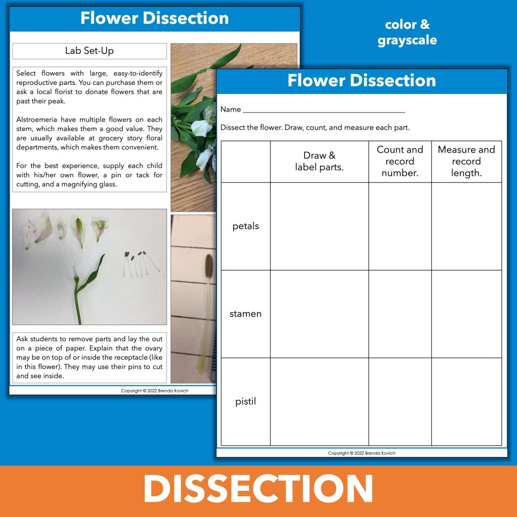 Fantastic Ideas for Teaching Flowers Pollination, Dissection