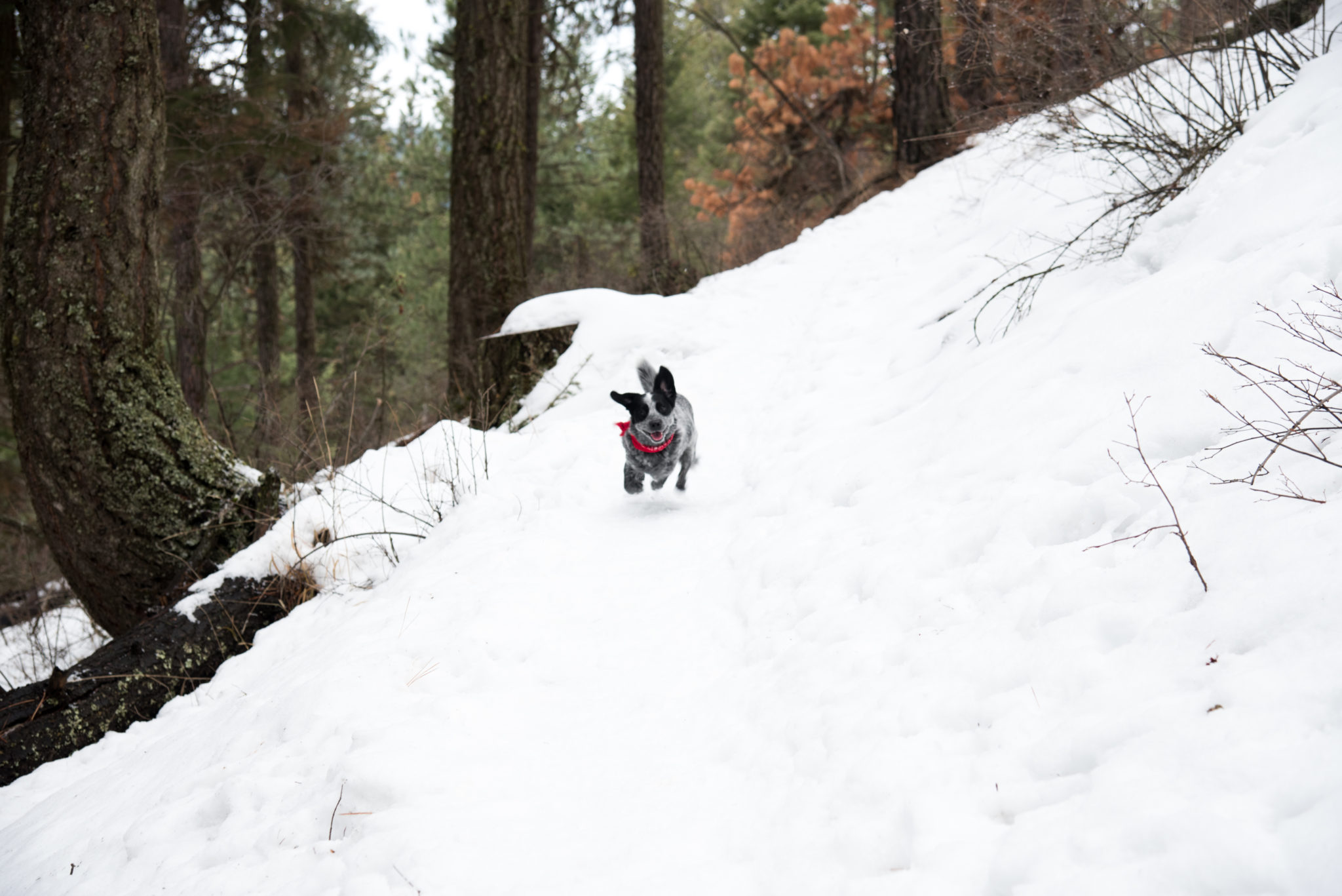 Dog Friendly Coeur d'Alene Idaho A Great Place To Live