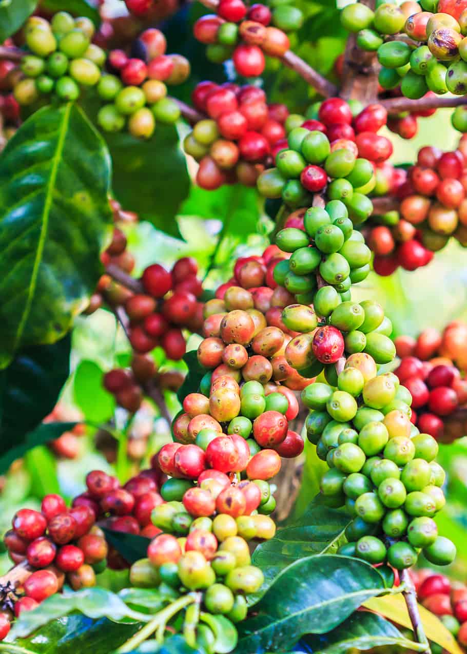 What is Arabica Coffee? Arabica vs. Robusta 11 Tasty Differences
