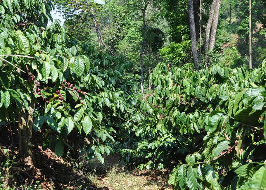 What is Robusta Coffee? Robusta vs Arabica 12 Differences EnjoyJava