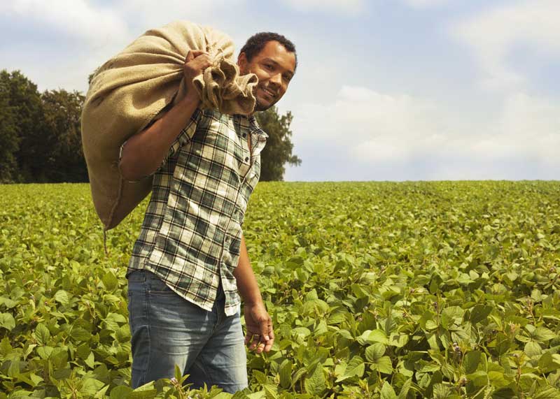 Brazilian Coffee Guide Beans, Regions, Flavor (World's Largest