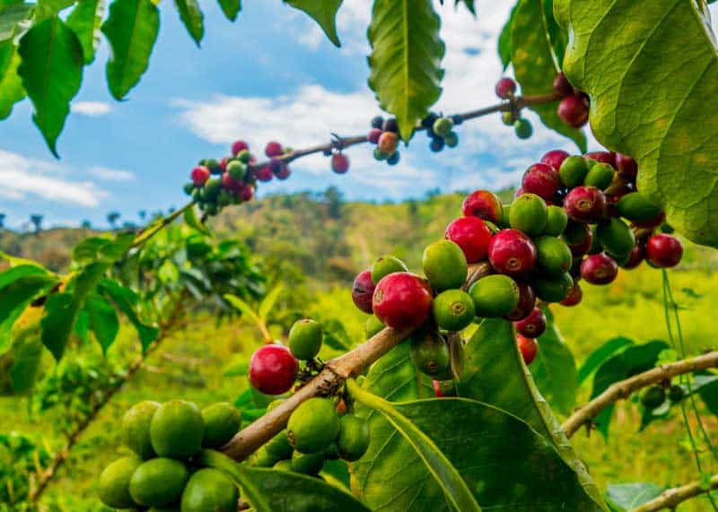 Colombian Coffee Guide Beans, Brands, Regions, Flavor Notes EnjoyJava