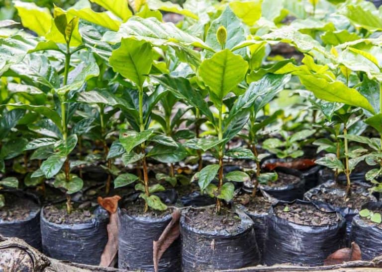 Nicaraguan Coffee Guide to Beans, Regions, Flavor Notes EnjoyJava