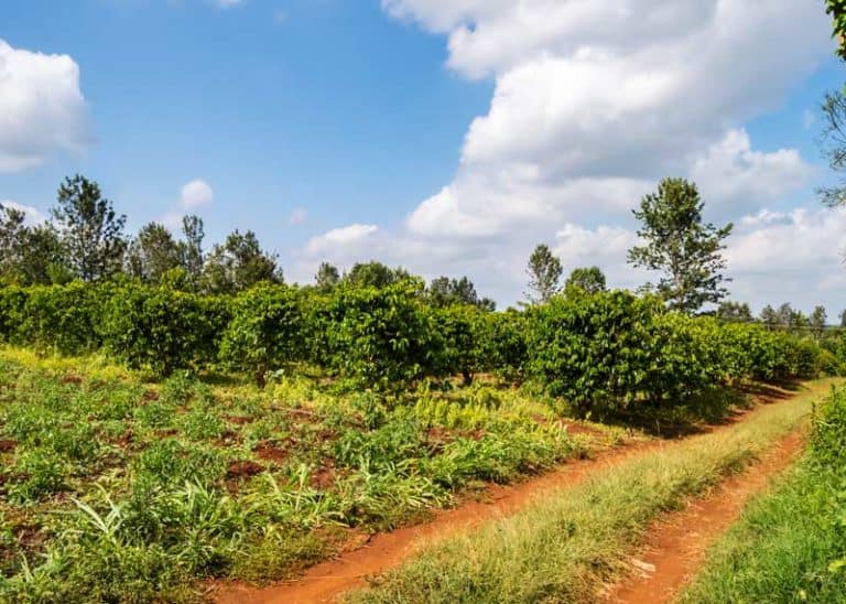 Kenyan Coffee Guide Beans, Brands, Regions, Flavor Notes EnjoyJava