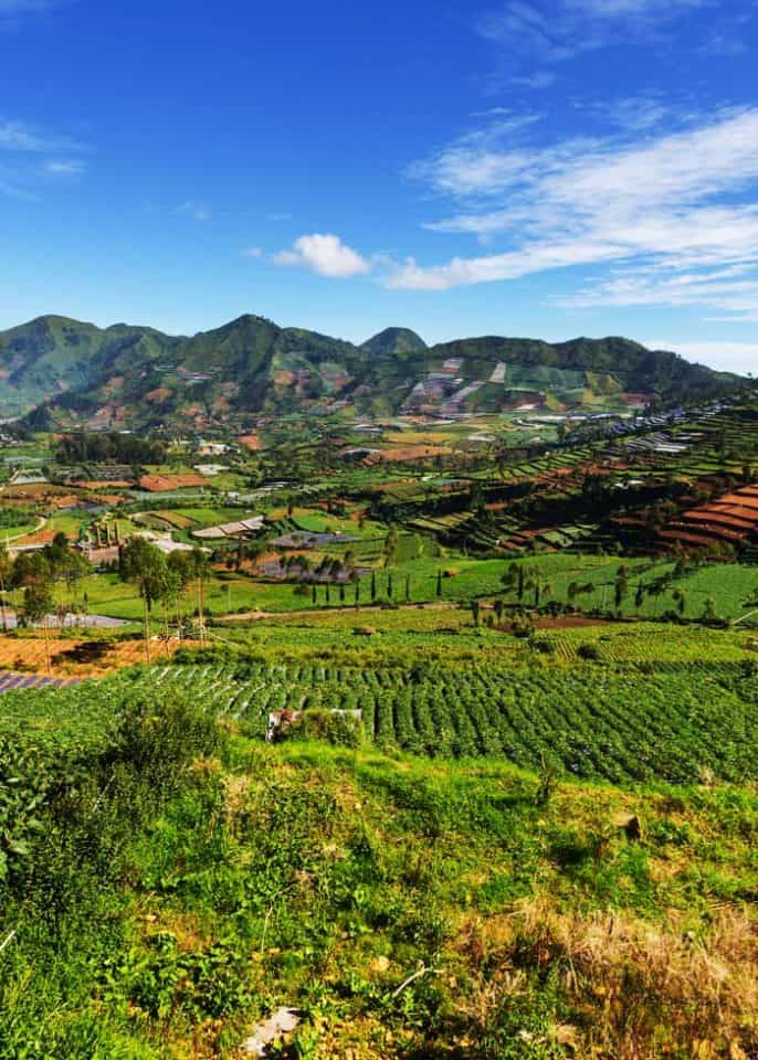 Quick History of Java Coffee Why is Coffee Called Java? EnjoyJava