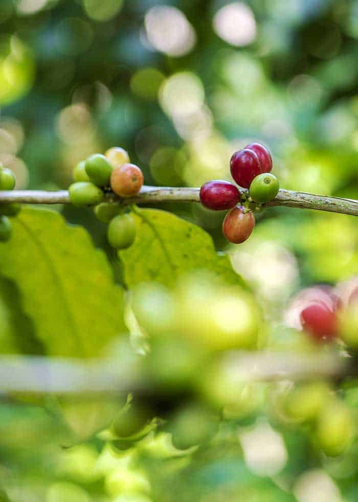 Quick History of Java Coffee Why is Coffee Called Java? EnjoyJava