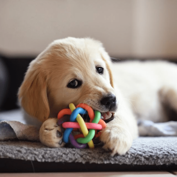 The 5 Best Toys for Puppies this season Enjoythefeed