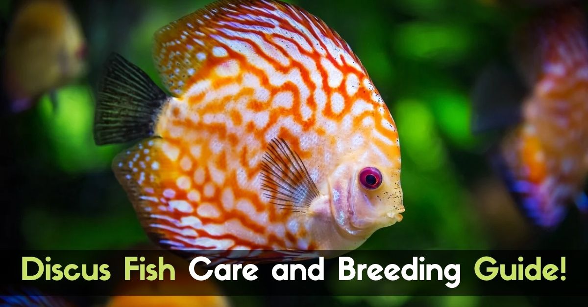 Discus Fish Care and Breeding Guide! Enjoy The Pets