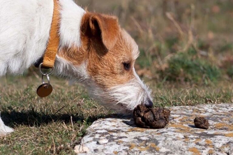 Why Do Dogs Eat Poop? Enjoy The Pets