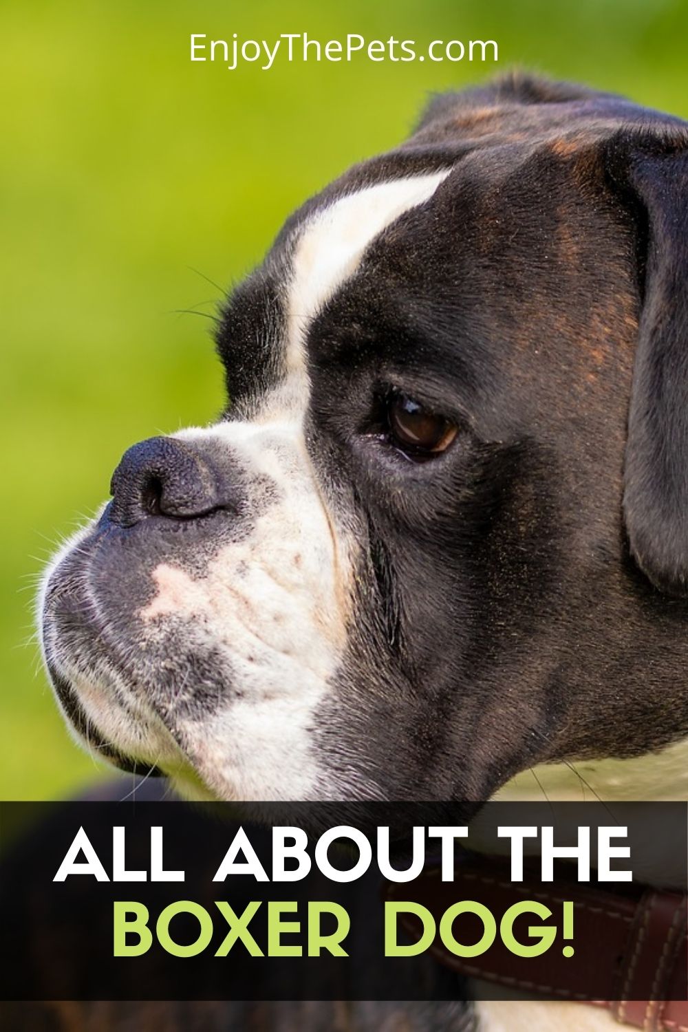 Boxer Dog Breed Profile (Characteristics, History, Care Tips) Enjoy