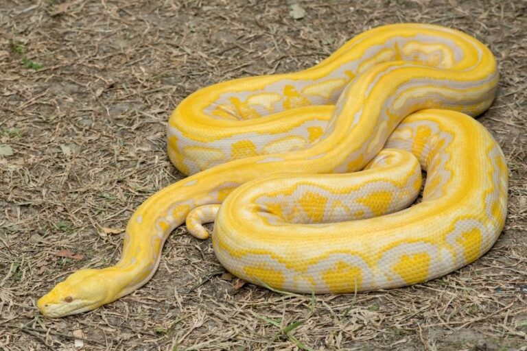 All About Reticulated Python (Profile, Characteristics and Cares