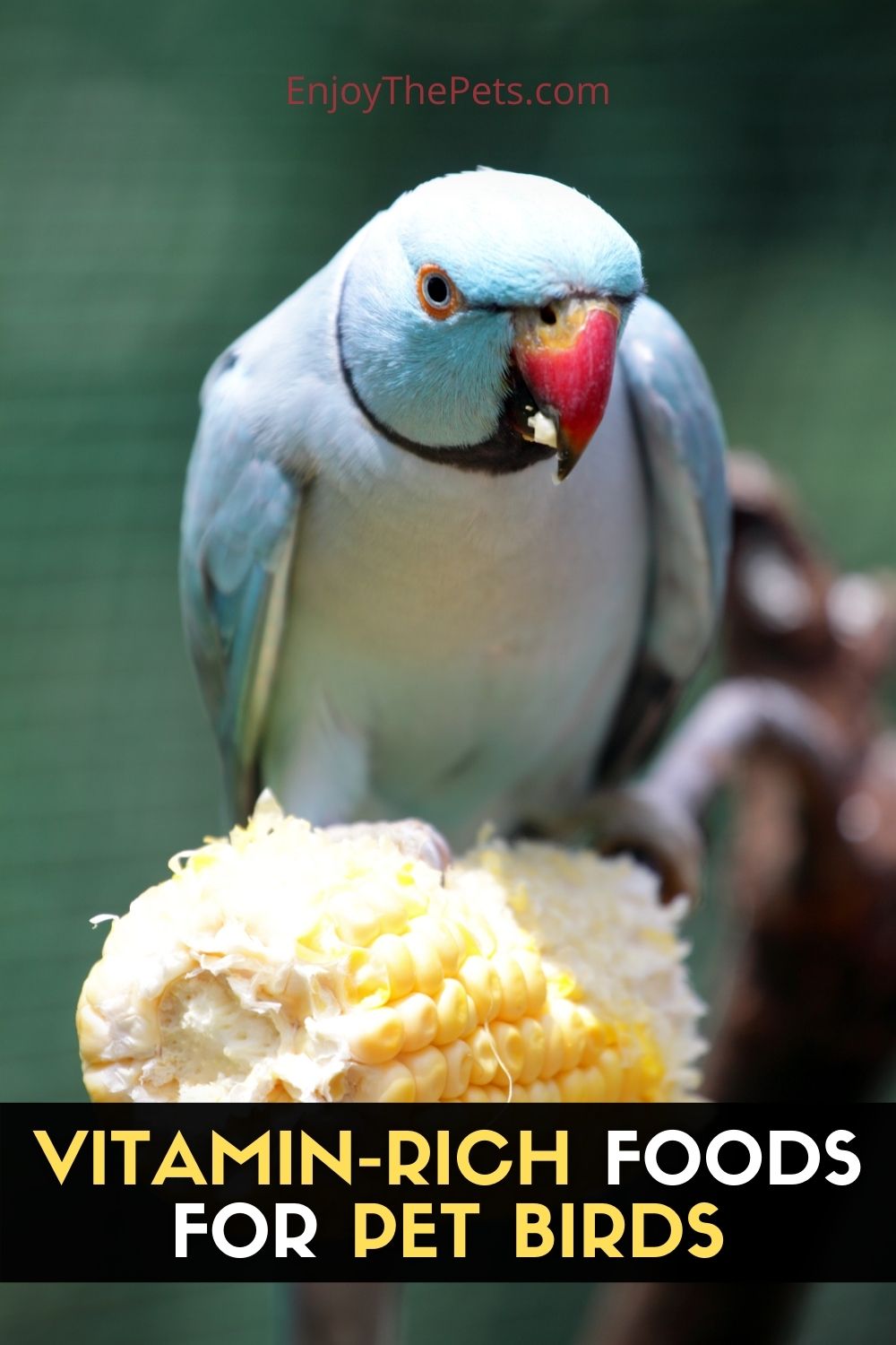 VitaminRich Foods for Pet Birds Enjoy The Pets