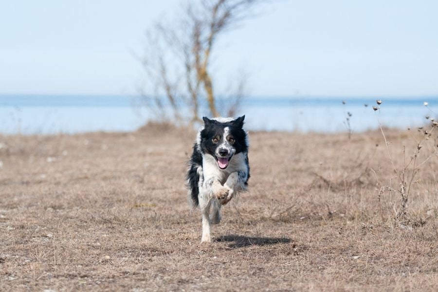 Reasons Why Dogs Run Away and How to Stop Them Enjoy The Pets