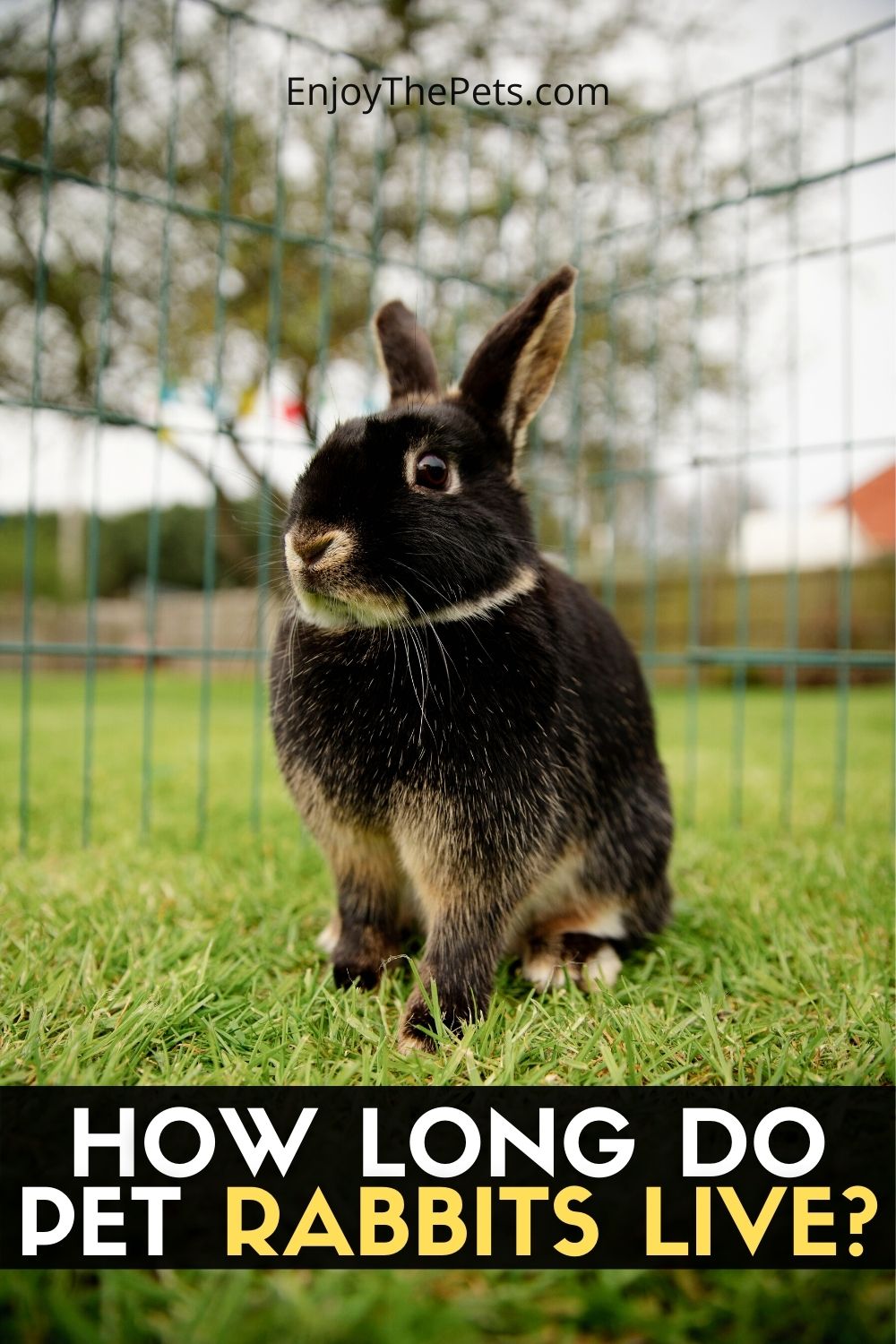 How Long Do Pet Rabbits Live? Enjoy The Pets