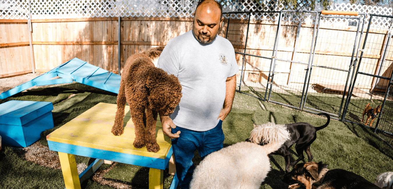 Dog Training Riverside Enlighten Dogs Training