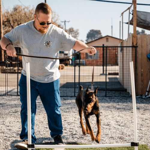 Dog Training Riverside Enlighten Dogs Training